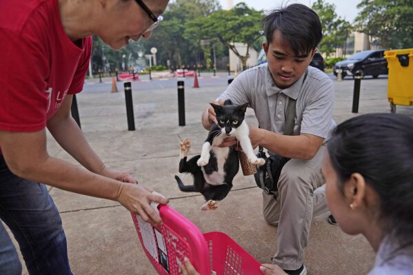 美联社图片：雅加达TNR的努力旨在帮助流浪猫，比如活泼的希塔姆和活泼的阿因芒