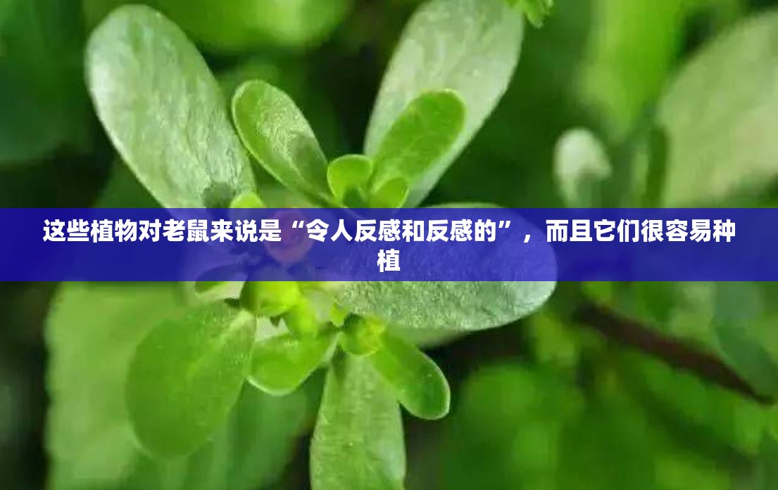 这些植物对老鼠来说是“令人反感和反感的”，而且它们很容易种植